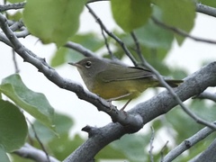 Geothlypis tolmiei