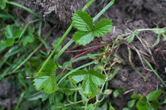 Fragaria corymbosa