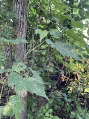 Phyllocnistis vitifoliella