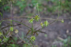 Anemonastrum chinense