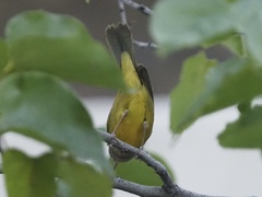 Geothlypis tolmiei