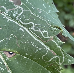 Phyllocnistis vitifoliella