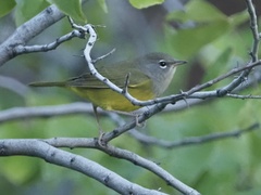 Geothlypis tolmiei