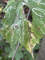 Phyllocnistis vitifoliella