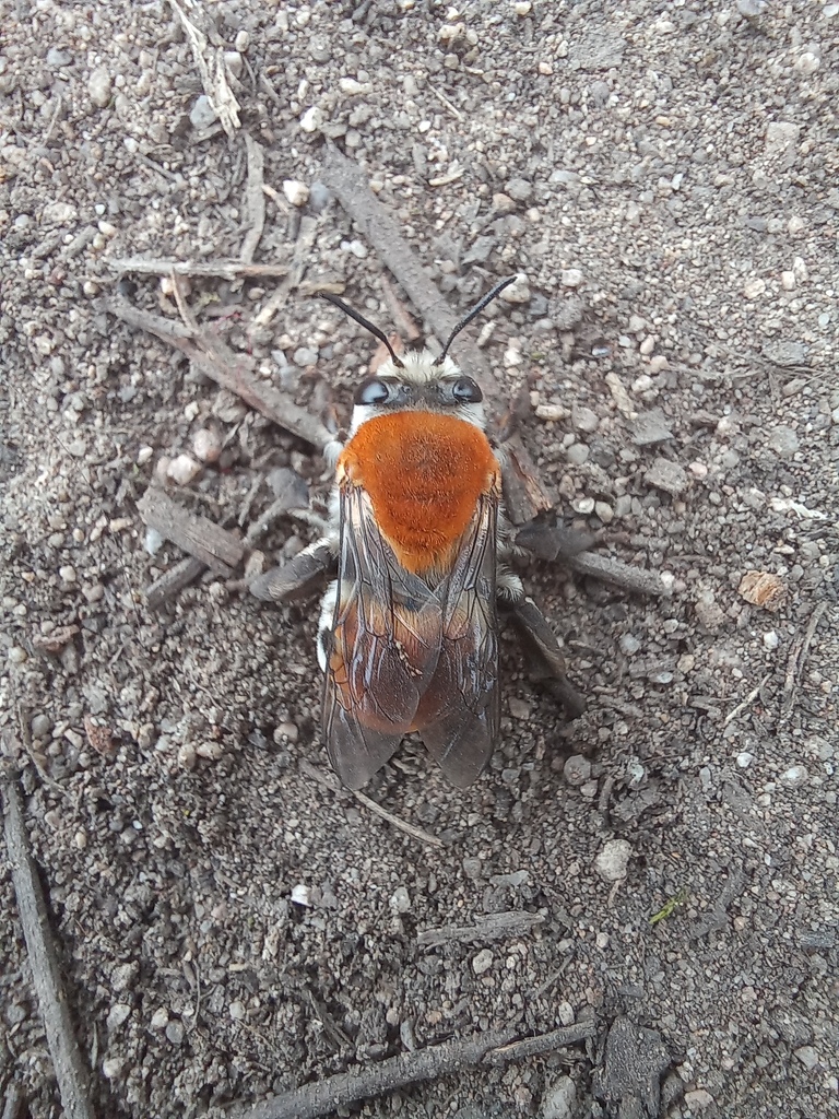 Caupolicana piurensis