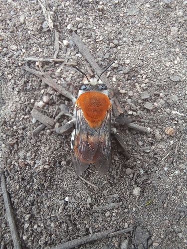 Caupolicana piurensis