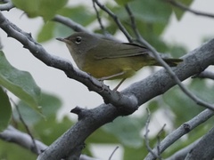 Geothlypis tolmiei