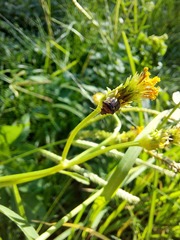 Eysarcoris guttigerus