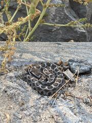Crotalus oreganus helleri