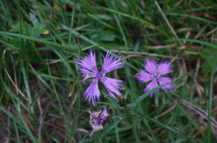 Dianthus