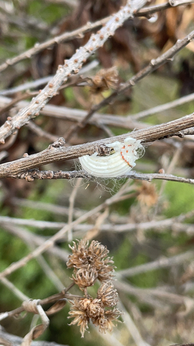 iNaturalist observation photo of Cottony cushion scale