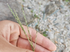 Digitaria sanguinalis
