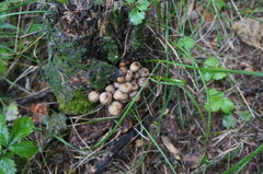Armillaria