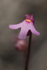 Utricularia tenella