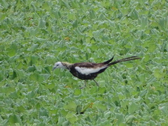 Hydrophasianus chirurgus