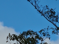 Ara ararauna