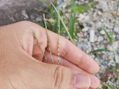 Digitaria sanguinalis