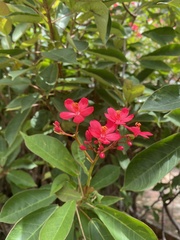 Jatropha integerrima