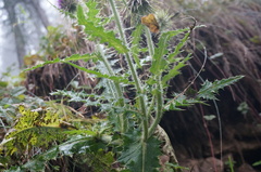 Cardueae