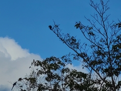 Ara ararauna