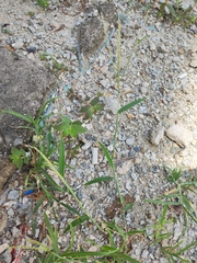 Digitaria sanguinalis