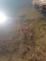 Potamogeton praelongus