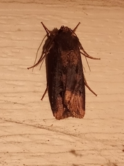 Agrotis
