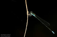 Pseudagrion indicum