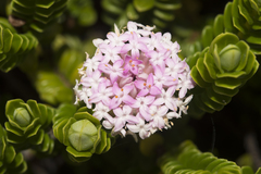 Pimelea ferruginea