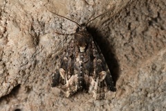 Homophoberia apicosa