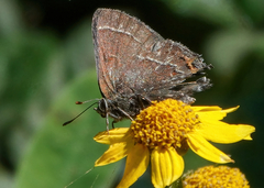 Callophrys spinetorum