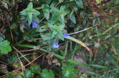 Scutellaria