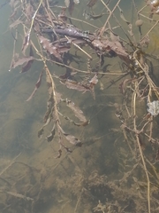 Potamogeton praelongus