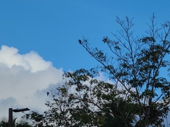 Ara ararauna