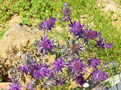 Eryngium leavenworthii