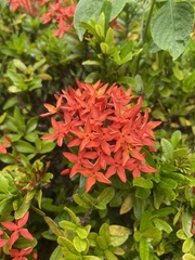 Ixora coccinea