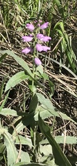 Stachys palustris
