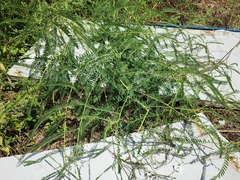 Sesbania cannabina