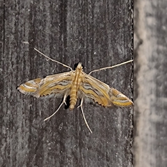 Eoophyla