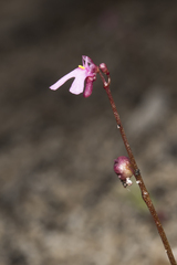 Utricularia tenella