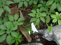 Ipomoea pes-tigridis