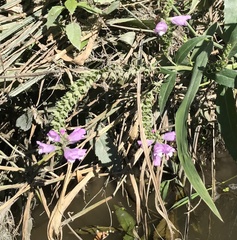 Stachys palustris