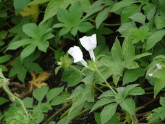 Ipomoea pes-tigridis