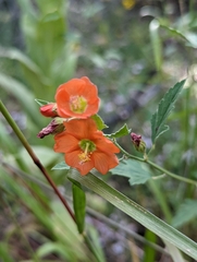 Sphaeralcea fendleri
