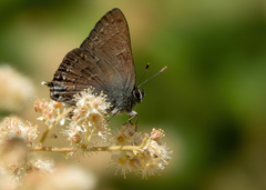 Satyrium saepium