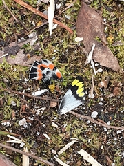 Delias harpalyce
