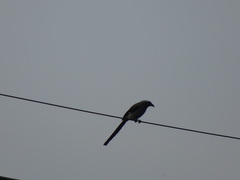 Dendrocitta formosae