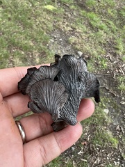 Craterellus
