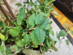 Commelina benghalensis