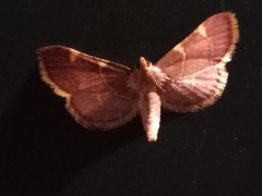Hypsopygia
